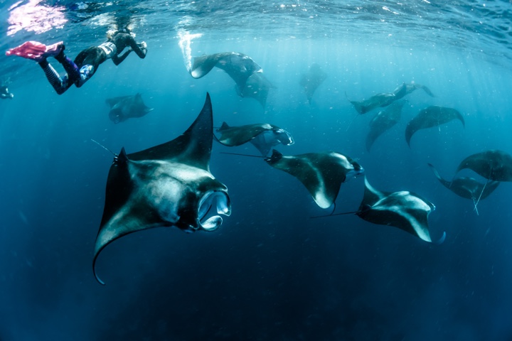 Hanifaru Bay Mantas Mantarochen in der Hanifaru Bay