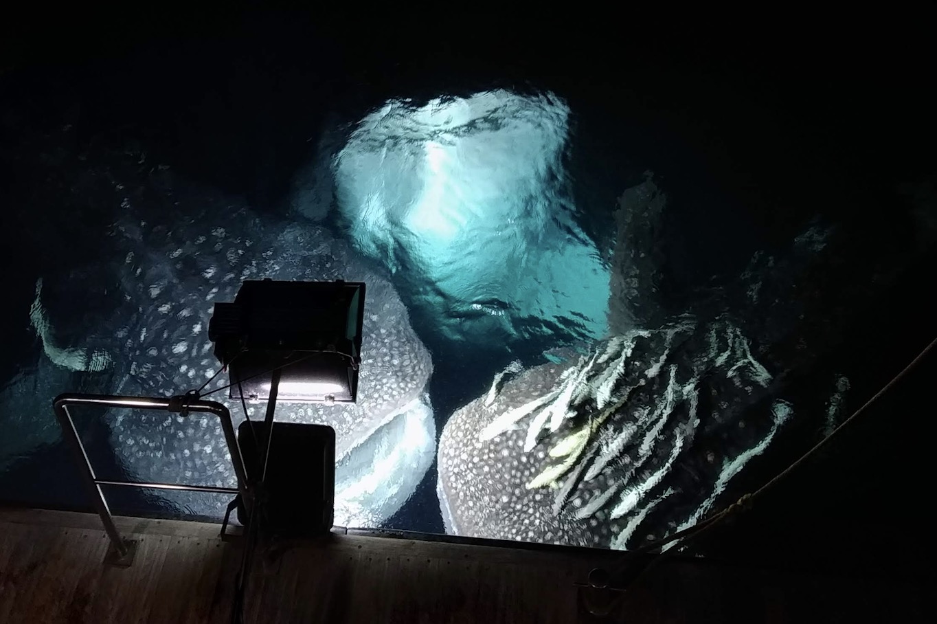 whaleshark at night